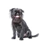 Affenpinscher