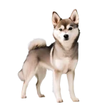 Alaskan Klee Kai