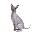 American Hairless Terrier