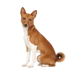 Basenji