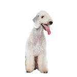 Bedlington Terrier