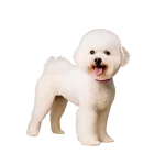 Bichón frisé