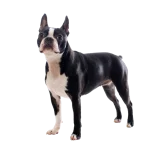 Boston Terrier