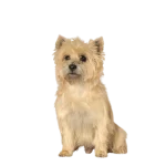 Cairn Terrier