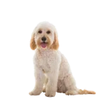 Cockapoo