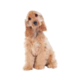 Cocker Spaniel