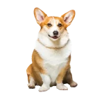 Corgi Galés