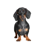 Dachshund