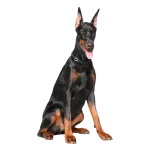 Doberman