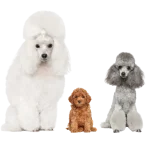 French Poodle, Caniche Toy o Poodle Miniatura