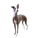 Galgo italiano