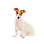 Jack Russell Terrier