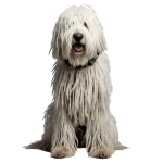 Komondor