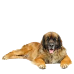 Leonberger