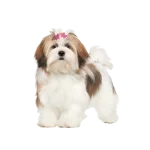 Lhasa Apso