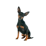 Pinscher miniatura