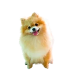 Pomeranian