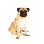 Pug o Carlino