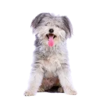 Pumi