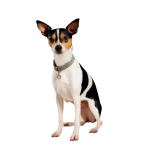 Rat Terrier