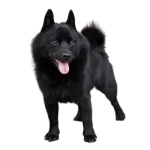 Schipperke