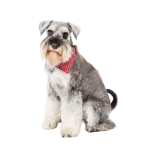 Schnauzer