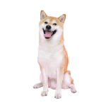 Shiba Inu