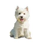 West Highland Terrier