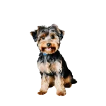 Yorkipoo