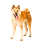 Akita Inu