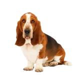 Basset Hound