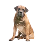 Boerboel