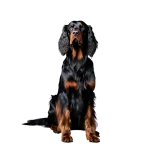 Gordon Setter