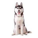 Husky Siberiano