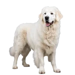 Kuvasz