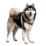 Malamute de Alaska