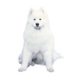 Samoyedo